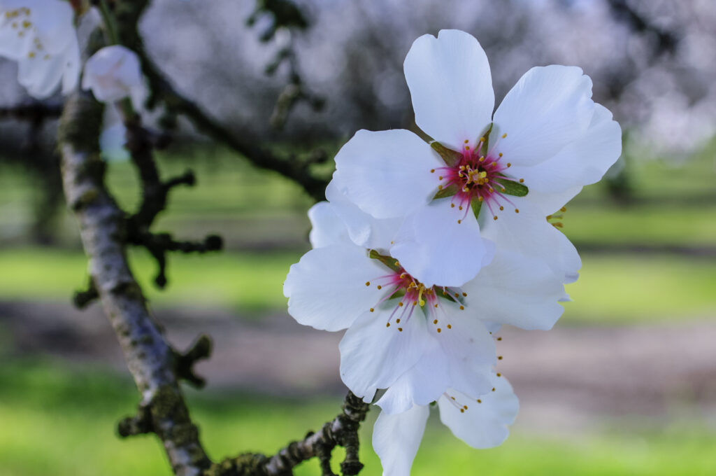 Close up of Almond Tree Blossoms